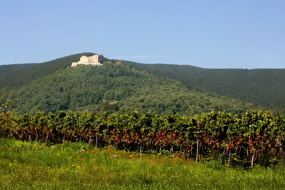 Pfalz - Anbaugebiet deutscher Weißwein
