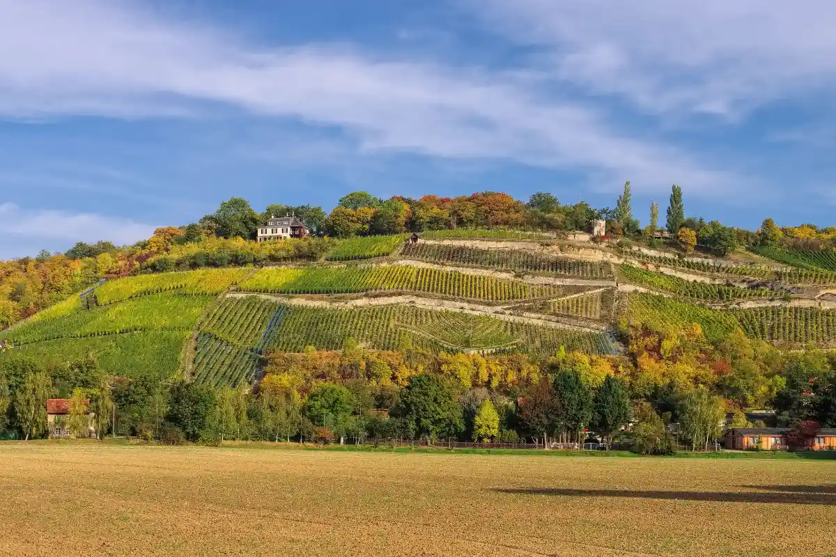 Saale-Unstrut -Anbaugebiet deutscher Weißwein