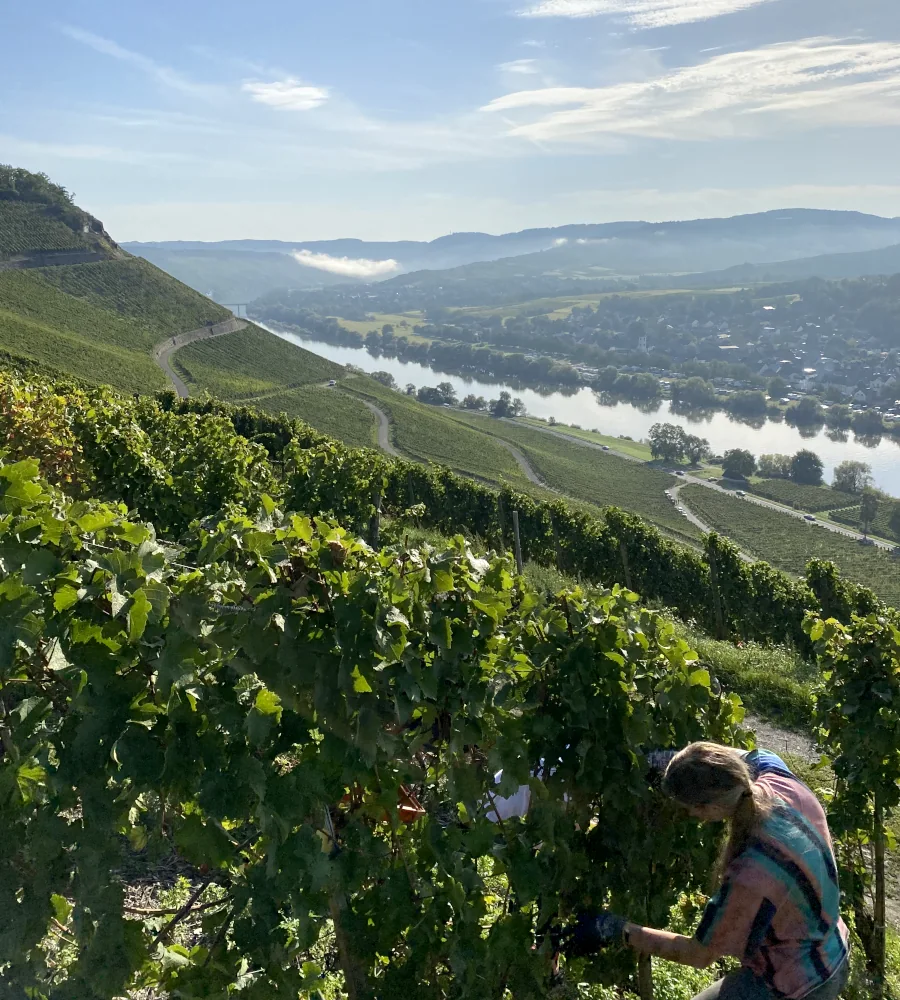 Weinberge an der Mosel - Weingut F. Gödert
