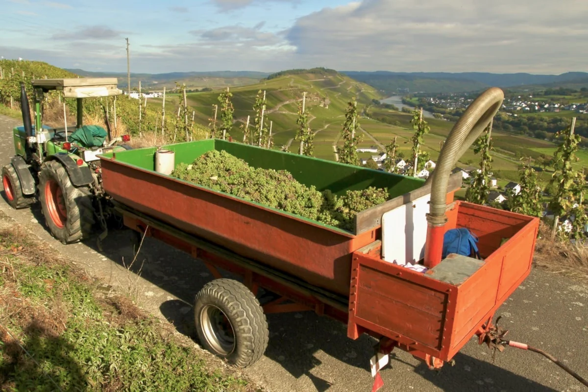 Weinlese beim Weingut F. Gödert