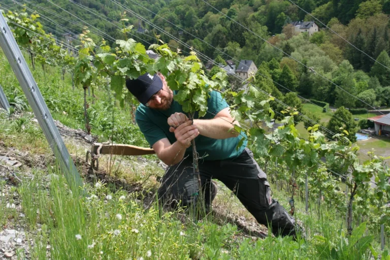 Daniel Immich bei der Handarbeit in den Steillagen des Weinguts Immich-Anker an der Mosel