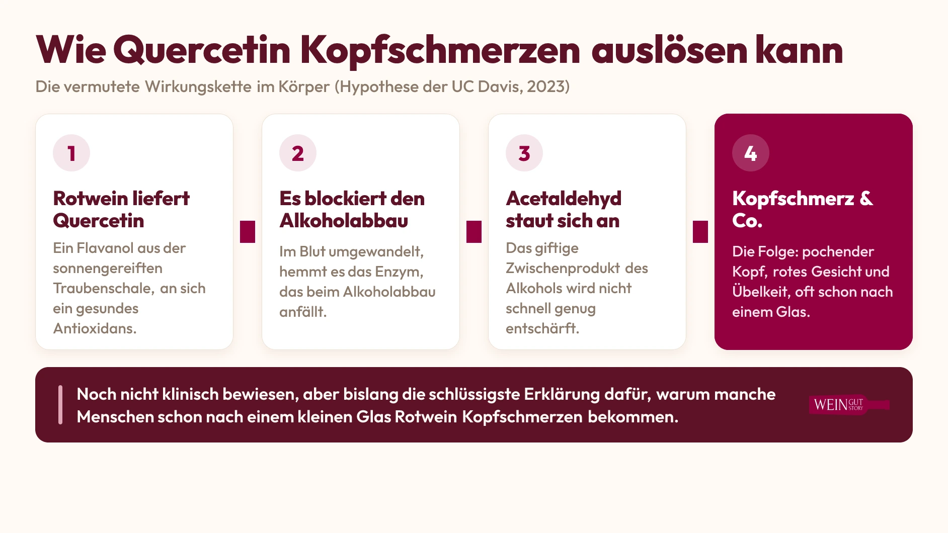 Ablaufgrafik in vier Schritten: Rotwein liefert Quercetin, es blockiert den Alkoholabbau, Acetaldehyd staut sich an, Folge sind Kopfschmerz, rotes Gesicht und Übelkeit