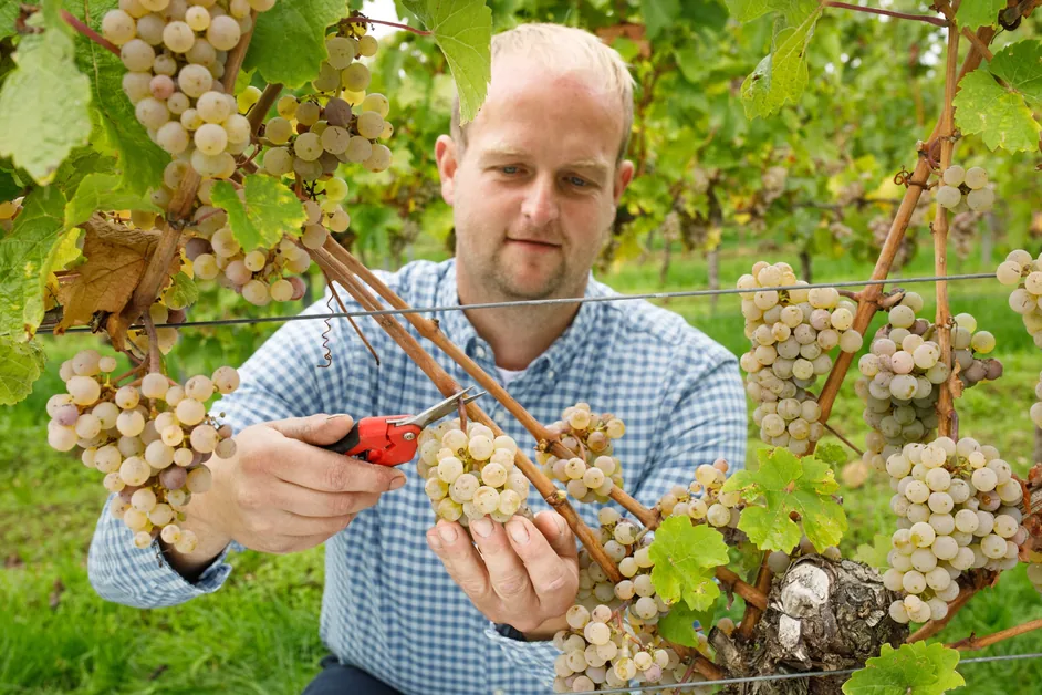 Souvignier-Gris-Reben im Weinberg des Weinguts Jonas