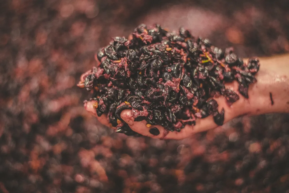 Rote Traubenmaische in den Händen eines Winzers im SAUERWEINS Weingut