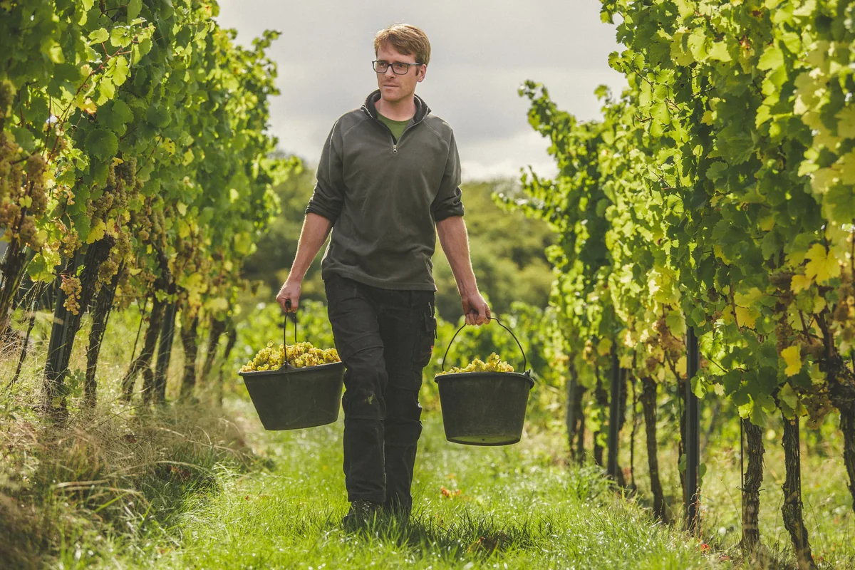 Timo Sauerwein trägt zwei volle Eimer Trauben durch den Weinberg
