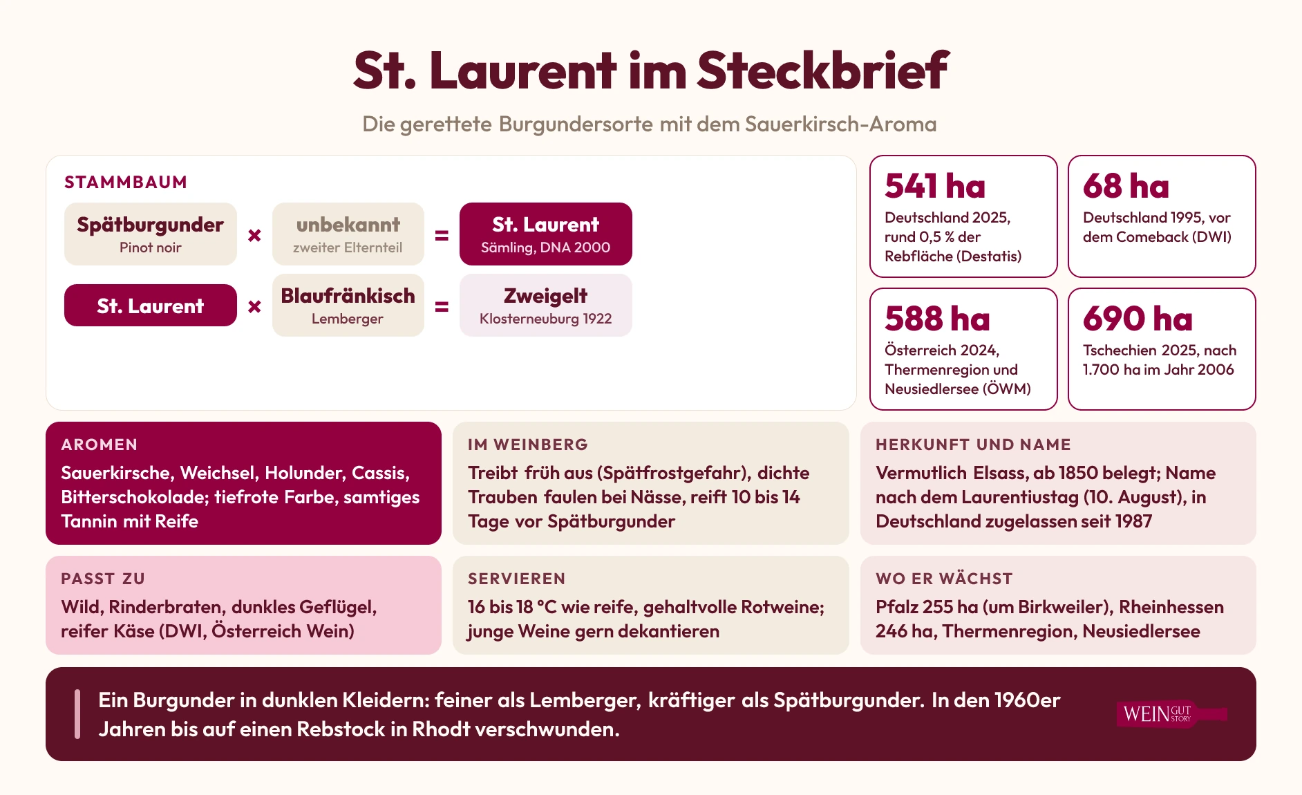 Infografik: St. Laurent im Steckbrief mit Abstammung vom Spätburgunder, Nachkomme Zweigelt, Rebflächen, Aromen, Anbau und Speisen